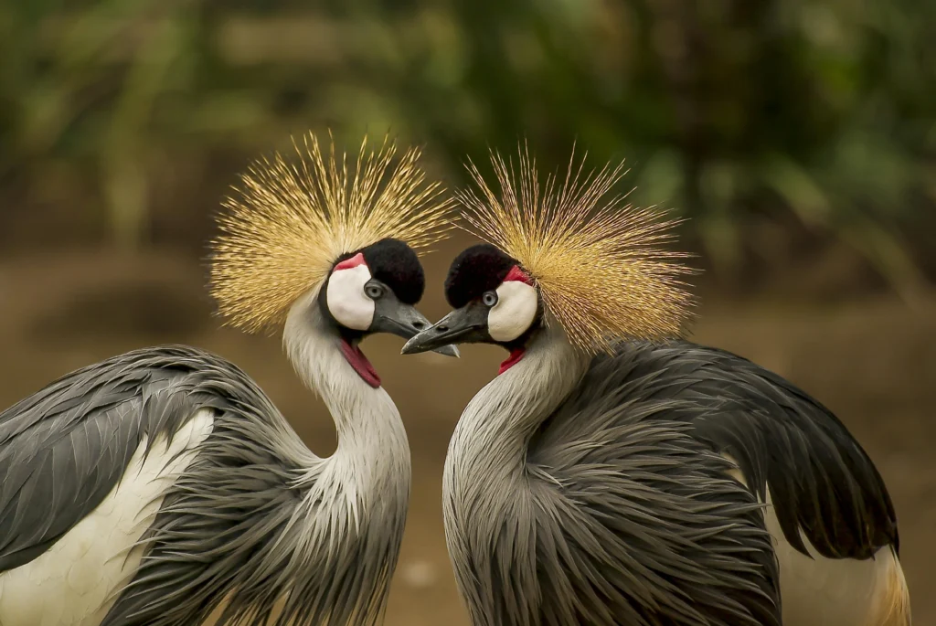 2 Grey and Black Birds  | Epic Reading Wildlife : A Ultimate Complete Guide - The Explore Horizon