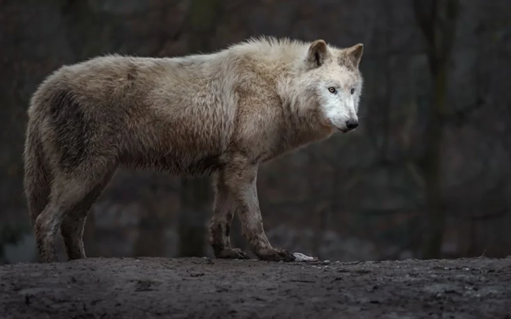  A solitary wolf stands majestically in a serene forest, embodying the essence of wilderness and solitude. | Epic Reading Wildlife : A Ultimate Complete Guide - The Explore Horizon