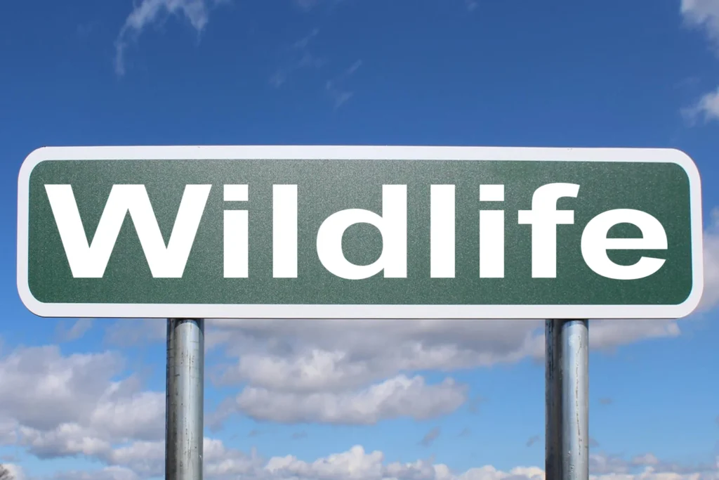 A wildlife sign displaying the word wildlife, emphasizing the importance of nature conservation and awareness. | Epic Reading Wildlife : A Ultimate Complete Guide - The Explore Horizon